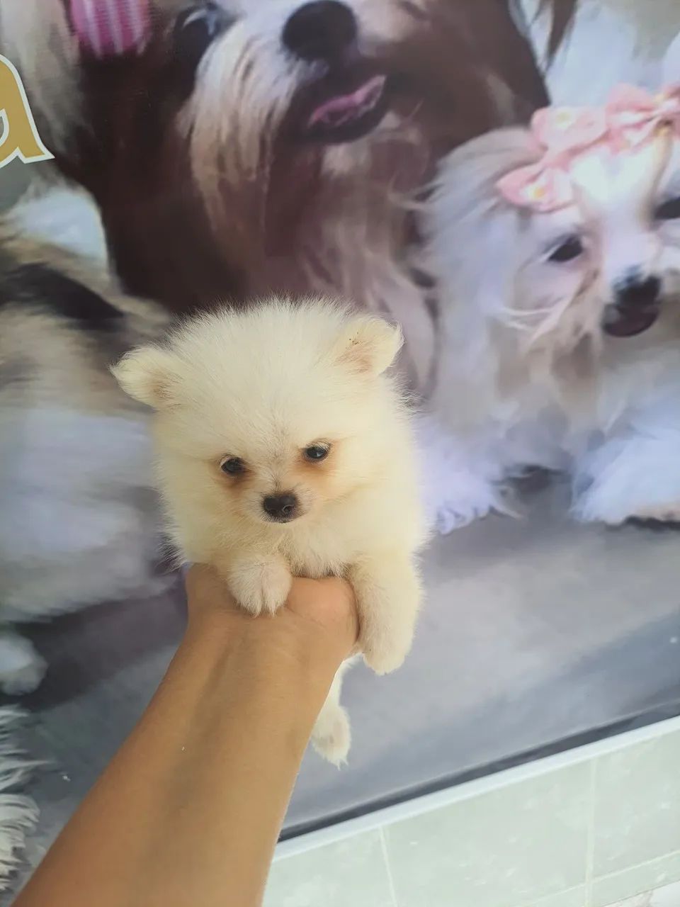 Spitz alemão  - Foto 2