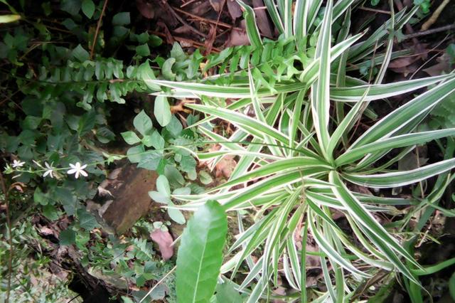 Plantas - Foto 5