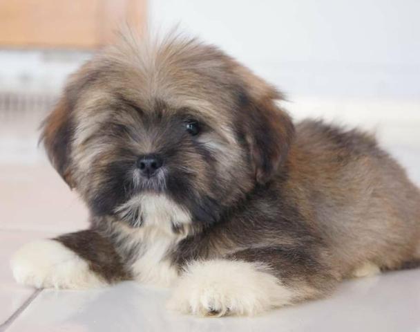 Lhasa Apso lindos machinhos disponíveis! - Foto 3