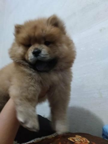Filhotes de chow chow - Foto 2