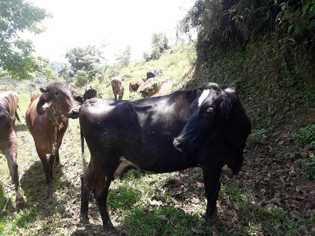 Vendo vacas leiteiras gir holandês Jersey - Foto 3