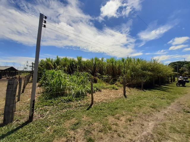 Fazenda com 160 hectares em Mucajai/RR, ler descrição do anuncio - Foto 10