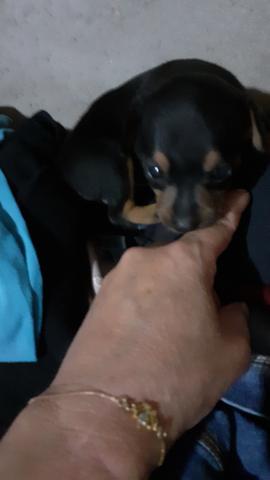 Tenho essa pinscher fêmea n 1 350 - Foto 2