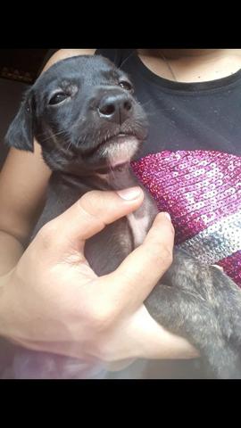 Doação de cachorrinho - Foto 5