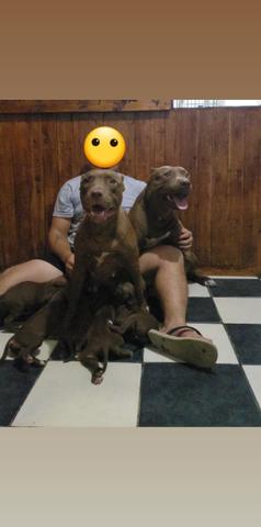 Vendo Filhote Fêmea Pitbull - Foto 2