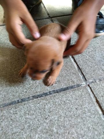 Filhote miniatura pinscher - Foto 4