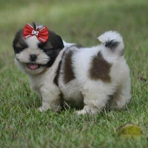 Shih Tzu Filhotes Excelentes Padrão da Raça Documentados - Foto 5