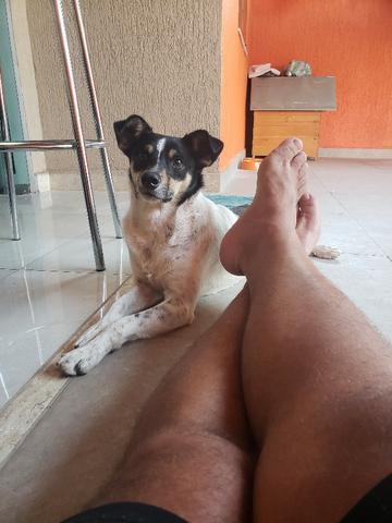Doa-se mestiço de Fox Paulistinha. - Foto 3