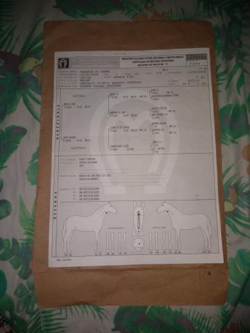 Cavalo vendo ou troco - Foto 2