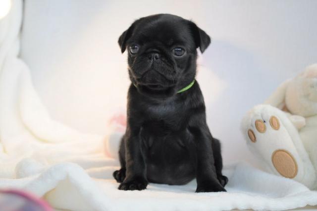 Pug preto/abricot,oferecemos suporte veterinário exclusivo !