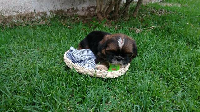 Para vc presentear quem Ama Shih tzus Filhotes Alto Padrão - Foto 5