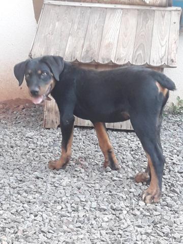 Vendo filhote de Rottweiler - Foto 2