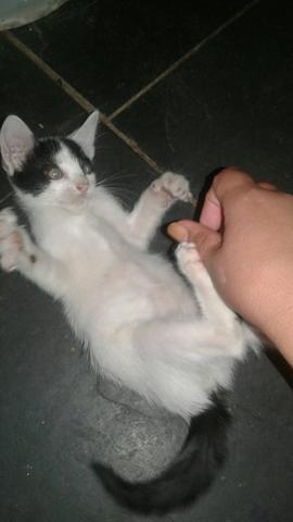 Adote um gatinho de rua - Foto 6