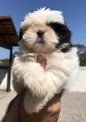 Belíssimos exemplares da raça Shihtzu disponíveis - Foto 4