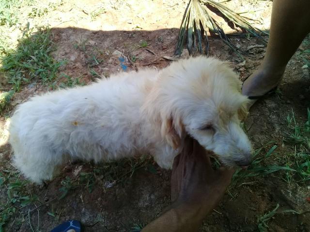 Vendo filhotes de poodle mãe e pai nas fotos