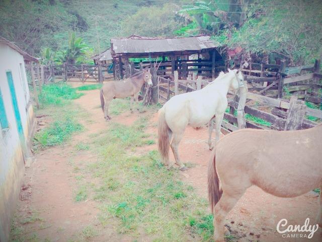 Fazenda Muito Boa na Região Veja a Descrição - Foto 7