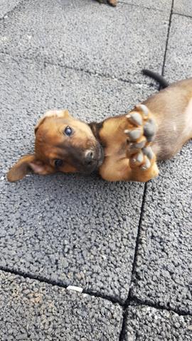 Filhotes Para Adoção - Foto 4