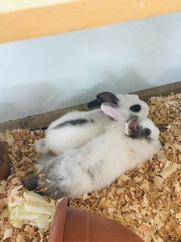 Mini Coelho - Foto 2