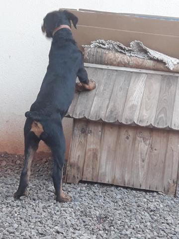 Vendo filhote de Rottweiler