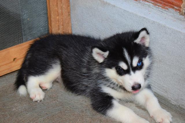 Vendo filhote de Husky Siberiano com pedigree - Foto 2