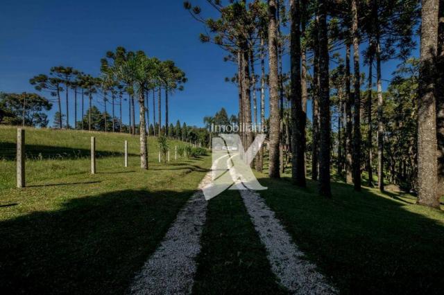 Chácara com 1 dormitório à venda, 60500 m² por r$ 599.000,00 - centro - colombo/pr