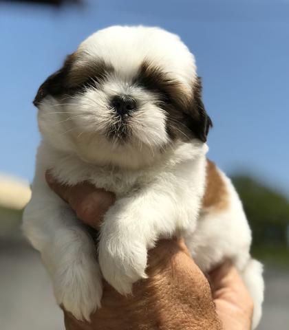 Fêmeas de Shihtzu para clientes exigentes - Alto Padrão e visitas - Foto 4