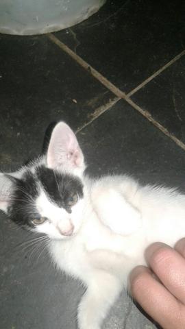 Adote um gatinho de rua - Foto 5