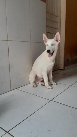 Filhotes de husky siberiano