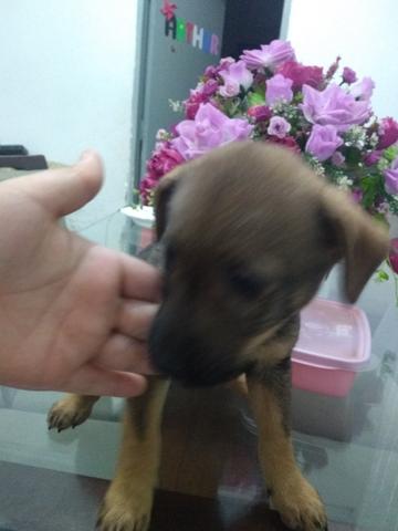 Doação - Foto 2