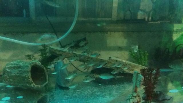 Aquario - Foto 3