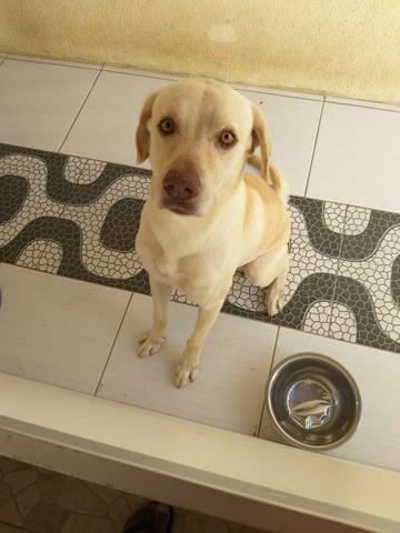 Cachorro para cruzar