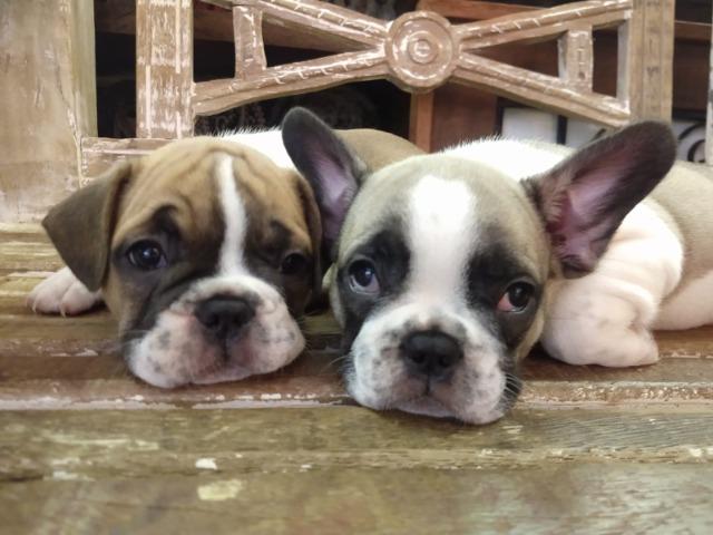 Bulldog Francês Filhote - Foto 5