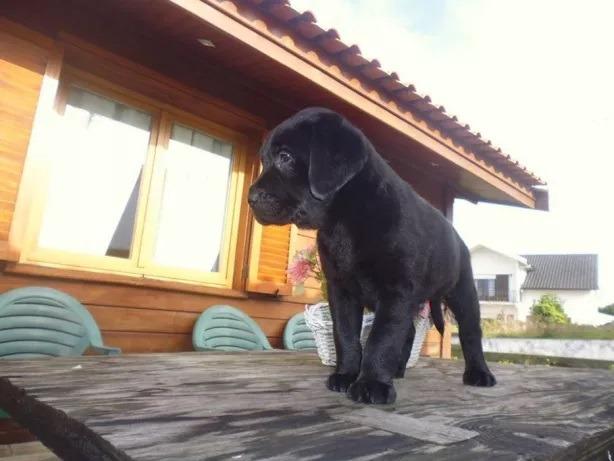 Labrador chocolate/amarelo/preto, machos e fêmeas com garantias e suportes exclusivos!