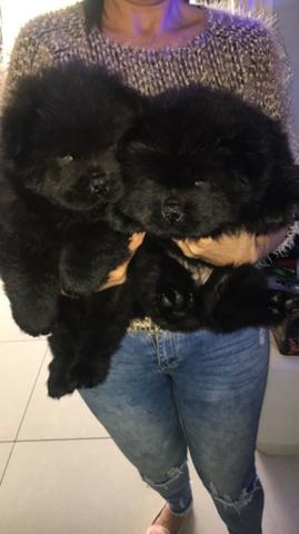 Chow Chow, filhotes vacinados e vermifugados. Macho e fêmea entregamos hoje - Foto 2