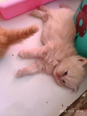 Gato persa filhotes