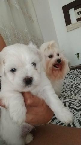 Última oportunidade maltês - Foto 4