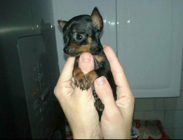 Pinscher mini mini - Foto 2