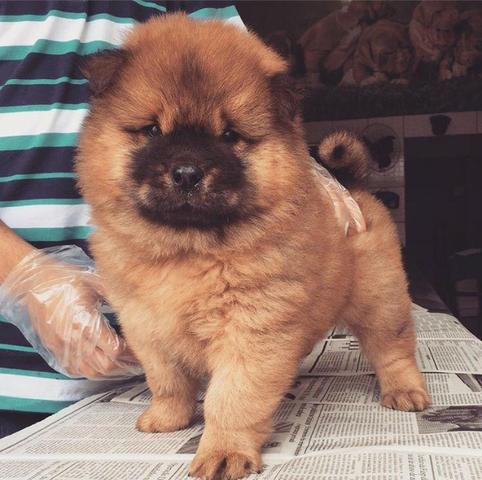 Chow-chow ligue para adquirir conosco *