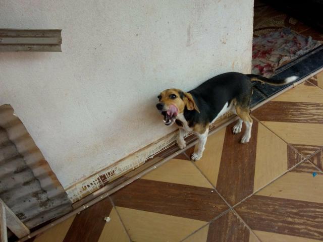 Vende -se casal de Beagle com pedigree - Foto 5