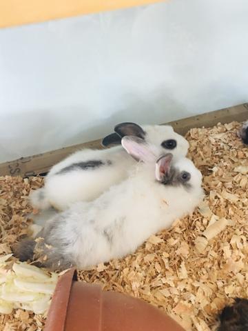 Mini Coelho