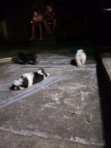 Shih tzu - Foto 5