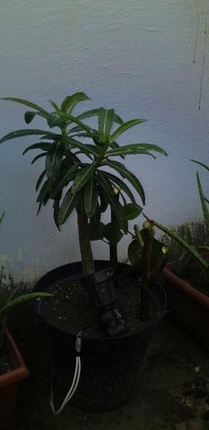 "plantas do céu". vendo