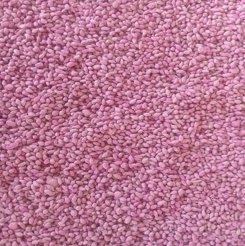 Sementes de Capim Panicum Maximum Mombaça Peletizada 10 kg - 80% - Foto 2