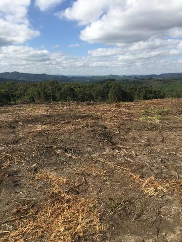 Terreno de planta, e reflorestamento - Foto 4