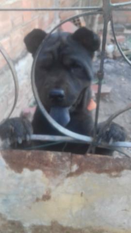 Vendo chow-chow adulto valor.1.2oo - Foto 2