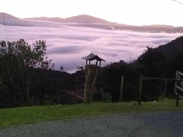 Sítio tifa bom Jesus reflorestamento - Foto 15