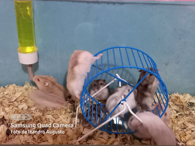 Hamster anão russo filhotes saudáveis - Foto 6