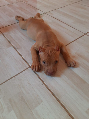 3 meses