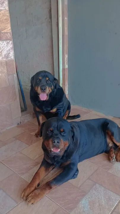 Rottweiler 
