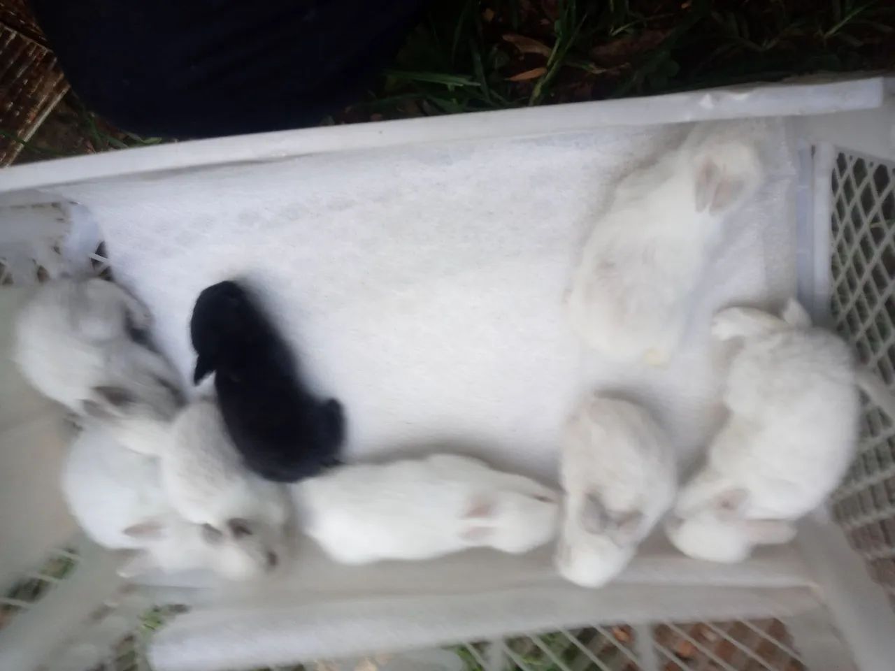 Os minis lindos para presentiar , continuam mais lindos ainda. - Foto 4